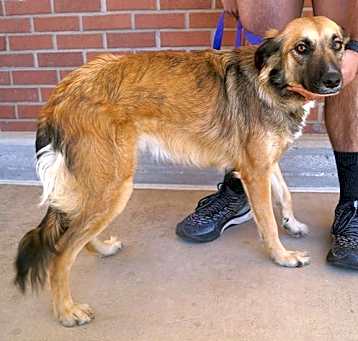 Photo of Dulce