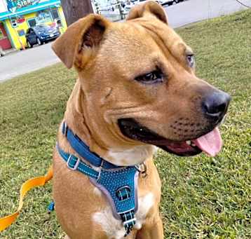 Photo of Howdy