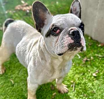 Photo of Francine
