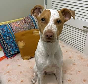 Photo of Dilly