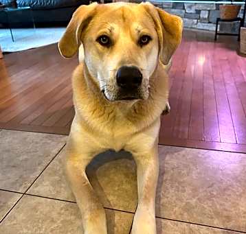 Photo of Simba