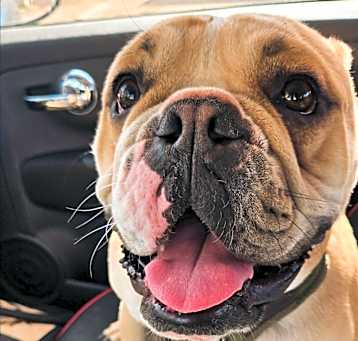 Photo of Oliver