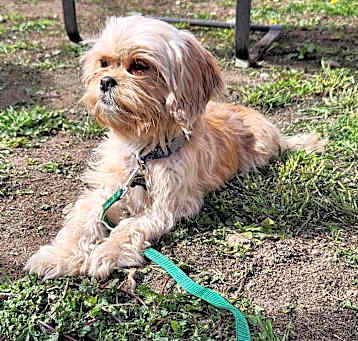 Photo of Violet - Adoption Pending