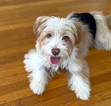 Photo of Blue is a sweet puppy