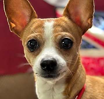 Photo of Daisy