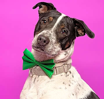 Photo of JAMESON