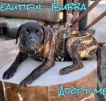 Photo of Bubba