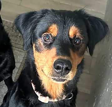 Photo of Willow