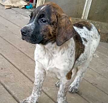 Photo of Heath (Snickers Mini’s 3)
