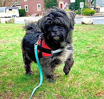 Photo of Louie