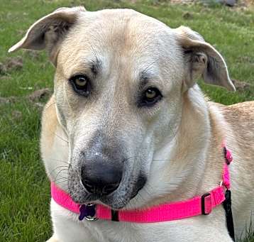 Photo of Koby