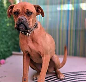 Photo of Ginger