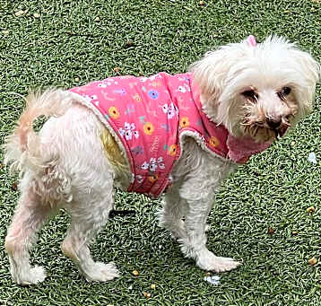 Photo of Lilly