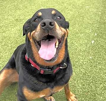 Photo of Bane (In Foster)