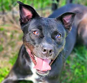 Photo of Java