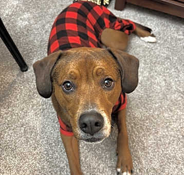 Photo of Boomer