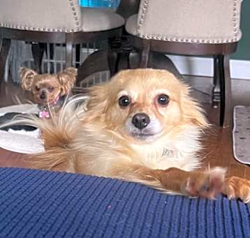 Photo of CeeCee