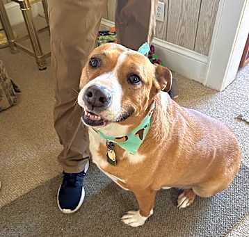 Photo of Buddy (urgent foster or adopter needed)