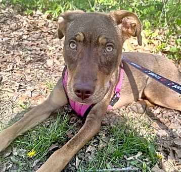 Photo of O'Hara FKA Laika