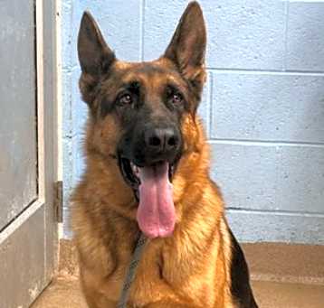 Photo of Finn- ADOPTED