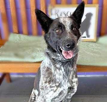 Photo of **SKIPPER**