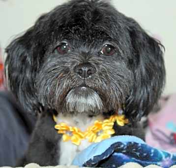 Photo of Lotus