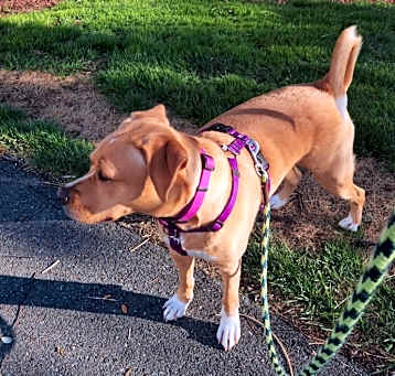 Photo of Maven