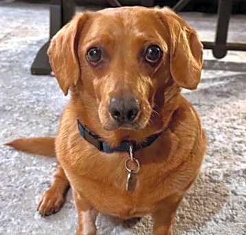 Photo of Rusty  -  So Ca