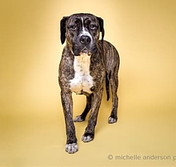 Photo of SHILOH
