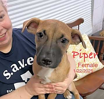 Photo of Piper