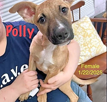 Photo of Polly