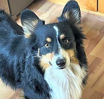 Photo of Oreo