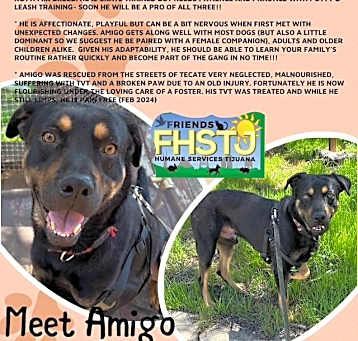 Photo of Amigo