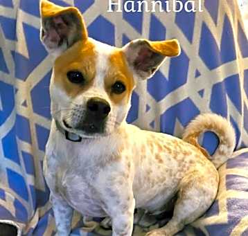 Photo of Hannibal