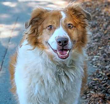 Photo of SHILOH