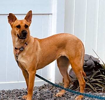 Photo of Doxi