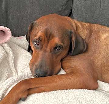 Photo of Roscoe