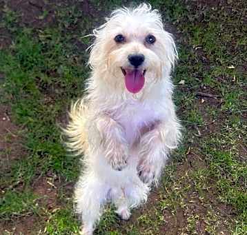Photo of Biscuit