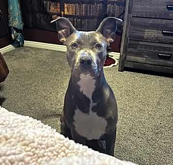 Photo of Royal