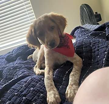 Photo of Ranger