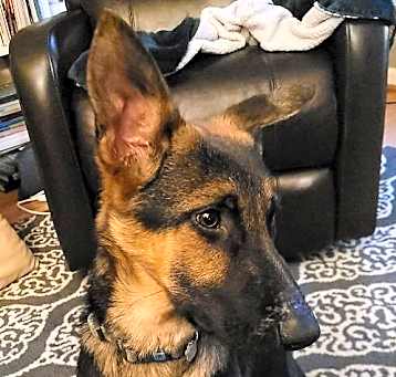 Photo of Moose 6887