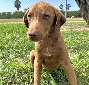 Photo of Maple