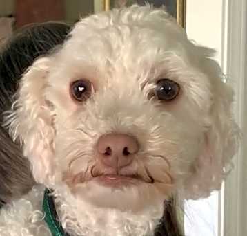 Photo of Zoey