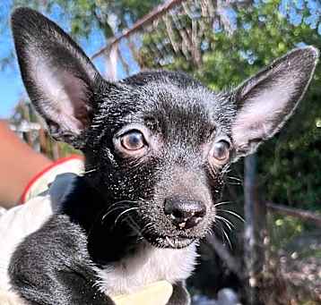 Photo of Chex