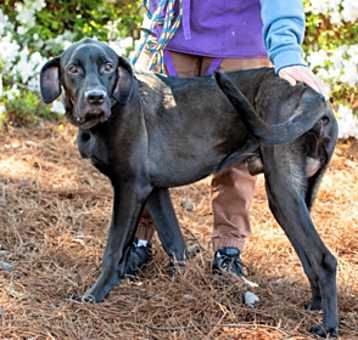Photo of Graphite (Bonded) (adopted)