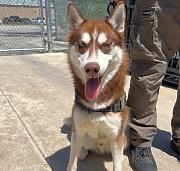 Photo of Rusty