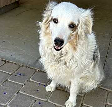 Photo of Leva