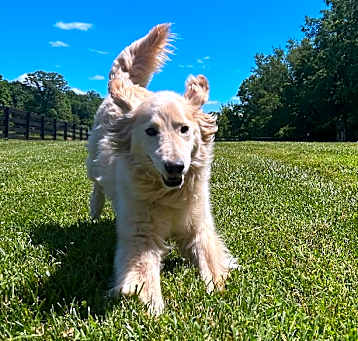 Photo of Daisy 041025