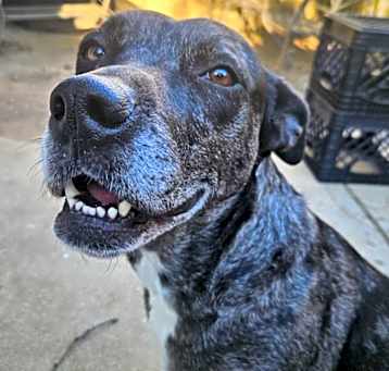 Photo of Calypso $400