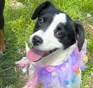 Photo of Chiquita